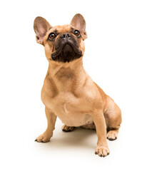 Adorable young French Bulldog. Close up portrait of a dog
