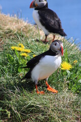 Puffins in North East Iceland 