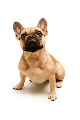 Obraz premium Adorable young French Bulldog. Close up portrait of a dog