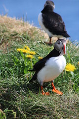 Puffins in North East Iceland 