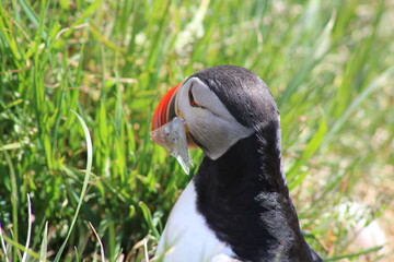 Puffins in North East Iceland 