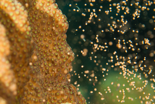 A very selective focus shot of star coral spawning. This event occurs once a year and is how coral from the reef reproduce