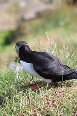 Puffins in North East Iceland 