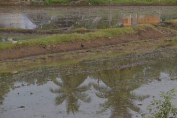 reflection of coconut tree in a field filled with water
