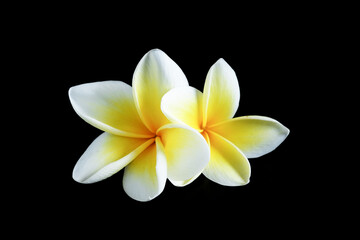 Two beautiful frangipani or plumeria flowers isolated on black.