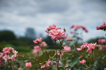 公園のバラ