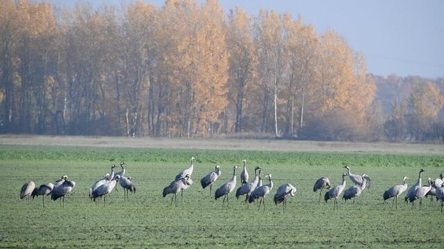 Common Cranes or Eurasian Cranes (Grus Grus) birds resting and feeding in a field during migration season. 