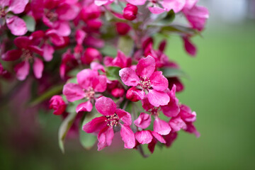 Naklejka na ściany i meble Bright purple red blossoming of a paradise apple tree or crab apple tree in botanical garden. Flowering apple tree in spring. Branch of a blossoming apple tree with red flowers closeup