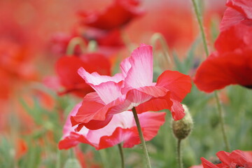 赤いポピー