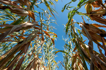Wide angle view of tall corn stalks looking up to blue sky from ground level
