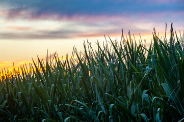Dramatic, colorful  evening sunset over corn stalks in foreground