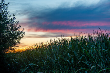 Dramatic, colorful evening sunset over corn stalks
