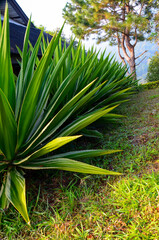 Agave, a green tree with beautiful leaves, a round shrub planted to decorate the garden.