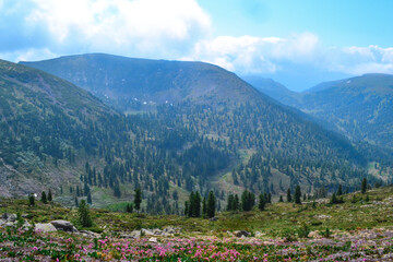 blooming green meadow with pink white flowers among trees Baikal mountains .ridge in shadows of clouds, blue sky