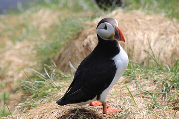 Puffins in North East Iceland 