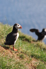 Puffins in North East Iceland 
