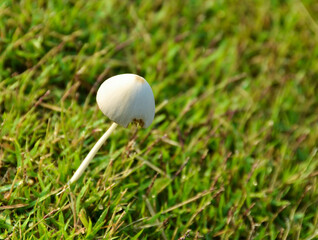 White mushrooms are growing in the forest.