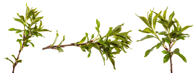 bird cherry tree branch with green leaves. isolated on white background. set, collection