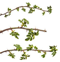 rosehip branch with thorns isolated on a white background. set, collection © toomler