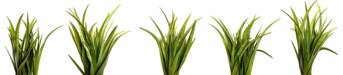 young green leaves on a white background. set, collection