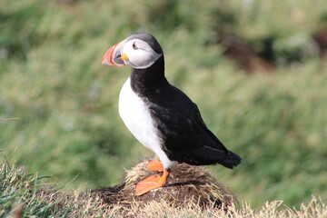 Puffins in North East Iceland 
