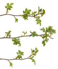 rosehip branch with thorns isolated on a white background. set, collection