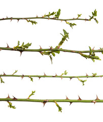 rosehip branch with thorns isolated on a white background. set, collection
