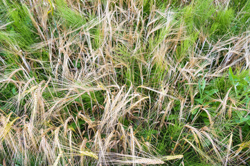 Fototapeta premium Ripe ears of wheat. Barley and rye in the field.