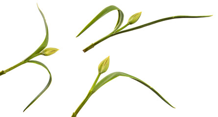 green unblown tulip bud isolated on white background. set, collection