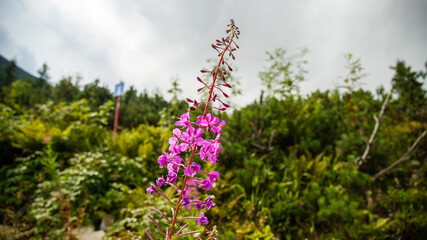 Obraz premium pink flowers in the field