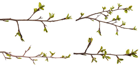 pear tree branch with young green leaves isolated on white background. set, collection