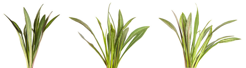 young sprouts of a new belgian aster. green leaves on a white background. set, collection