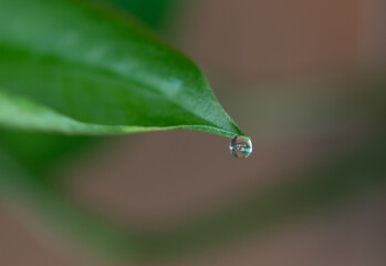 Macro photo of droplets 