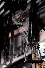 Cobweb covered horse equipment hangs up in a shed