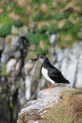 Puffin in North East Iceland