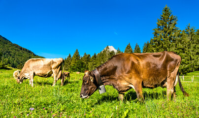 Grazing cows at Obersee in the Swiss Alps