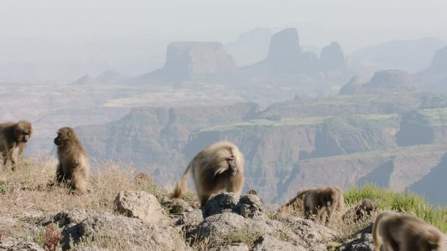 Gelada monkeys walking together, Ethiopia