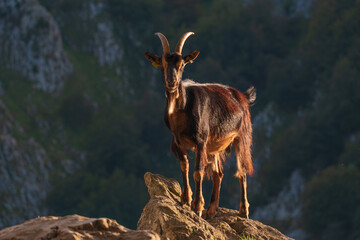 A goat standing on a rock