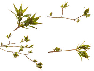 Fragment of a branch of a lilac bush with green young leaves. on a white background. set, collection