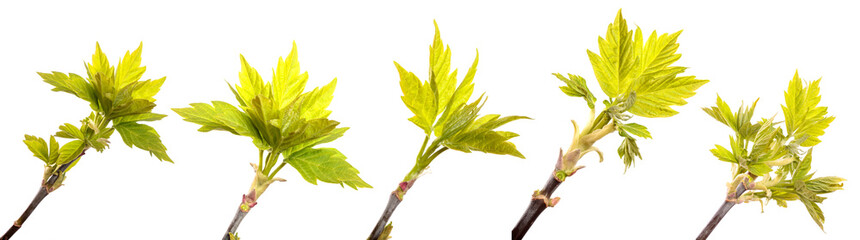 young sprout of maple. isolated on white background. set, collection