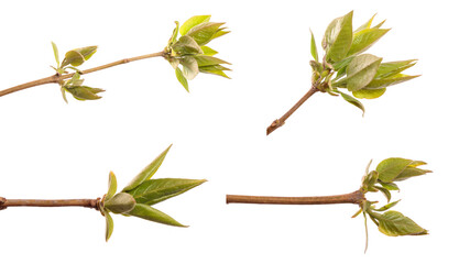 Lilac bush branch with green leaves. isolated on white background. set, collection © toomler