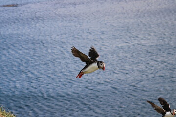 Puffins in North East Iceland 