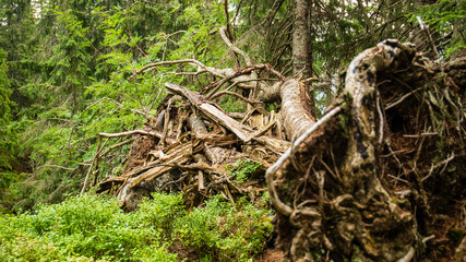 roots on the tree