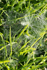 water drops in wet grass 