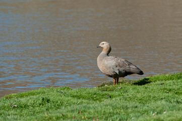 Ashy-headed Goose (Chloephaga poliocephala), New Island, Falkland Islands