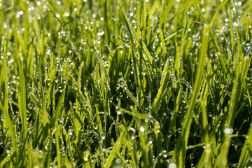 Obraz premium water drops in wet grass 