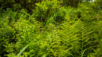 green grass background
