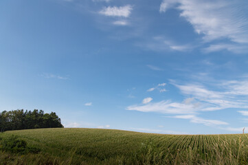 Fototapeta premium 初秋の美瑛の素敵な空