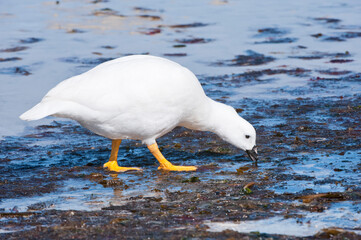 Male Kelp Goose (Chloephaga hybrida), New Island, Falkland Islands