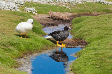 Kelp Geese (Chloephaga hybrida) reflecting in the water, New Island, Falkland Islands